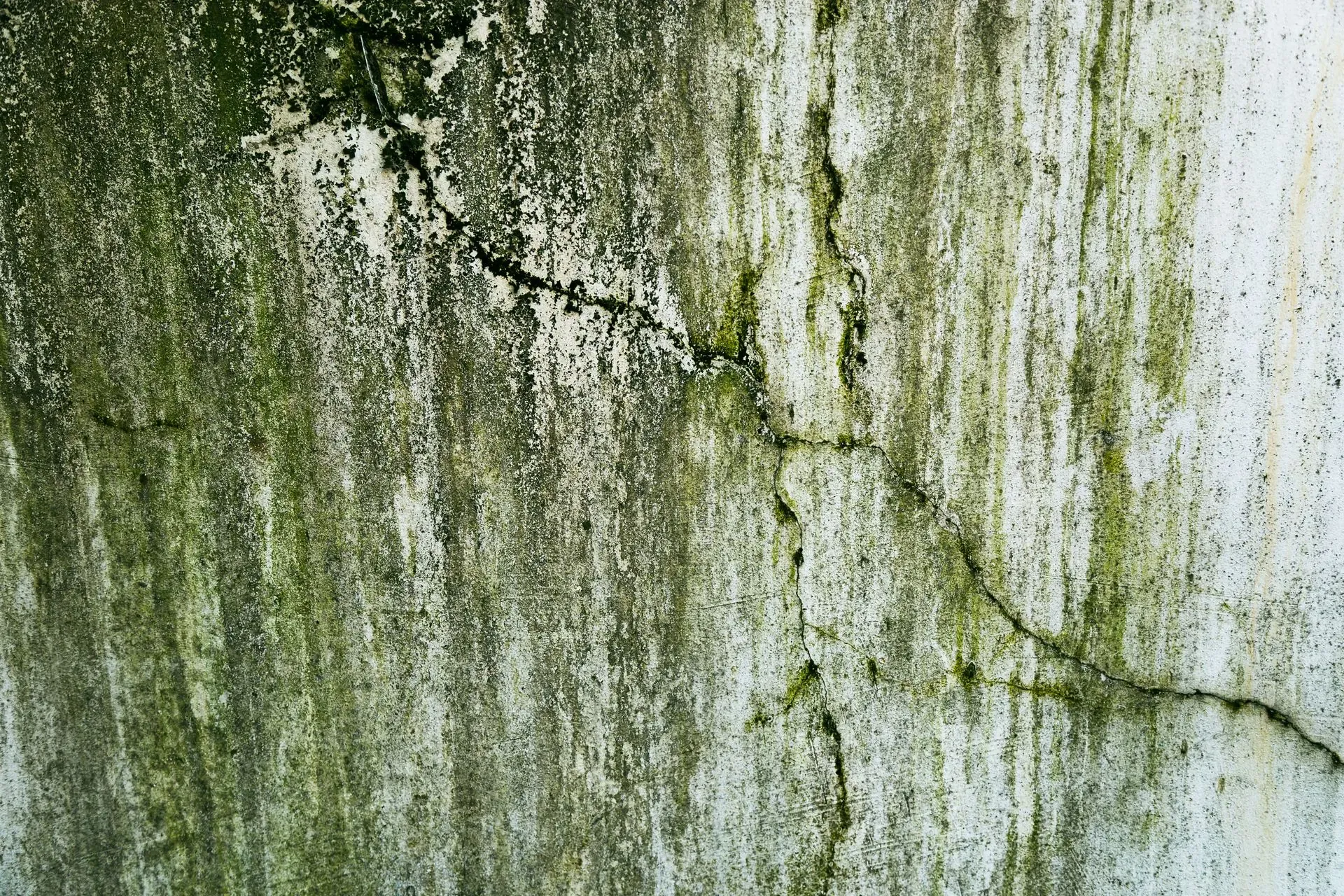 Close-up of green mold-like growth and staining on a weathered wall.